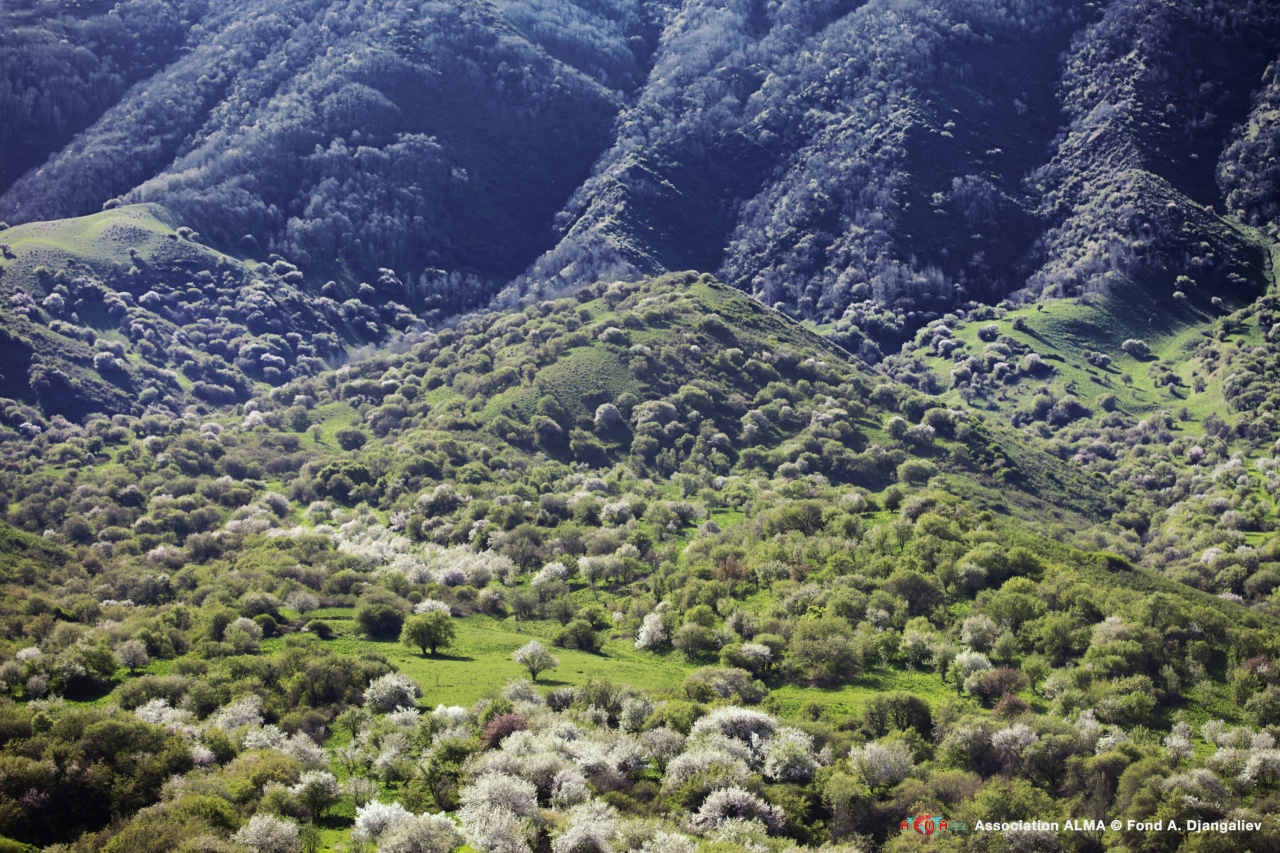 Foreste di Malus sieversii in primavera, ai piedi della regione di Zailiysky, 