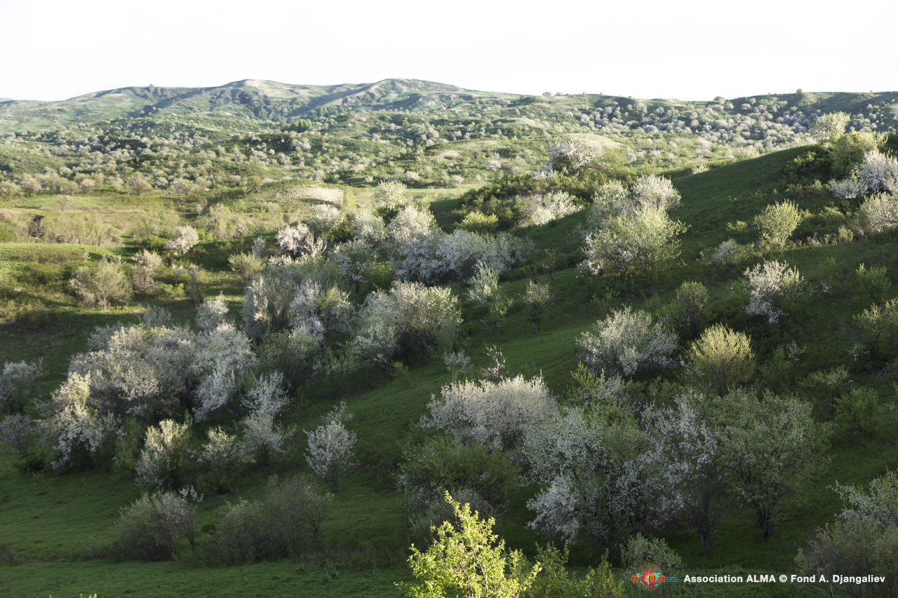 Massiccio del Djungarsky, regione di Konstantinovka, 600 km a nord di Almaty. Qui gli alberi di Malus Sieversii colonizzano l'area