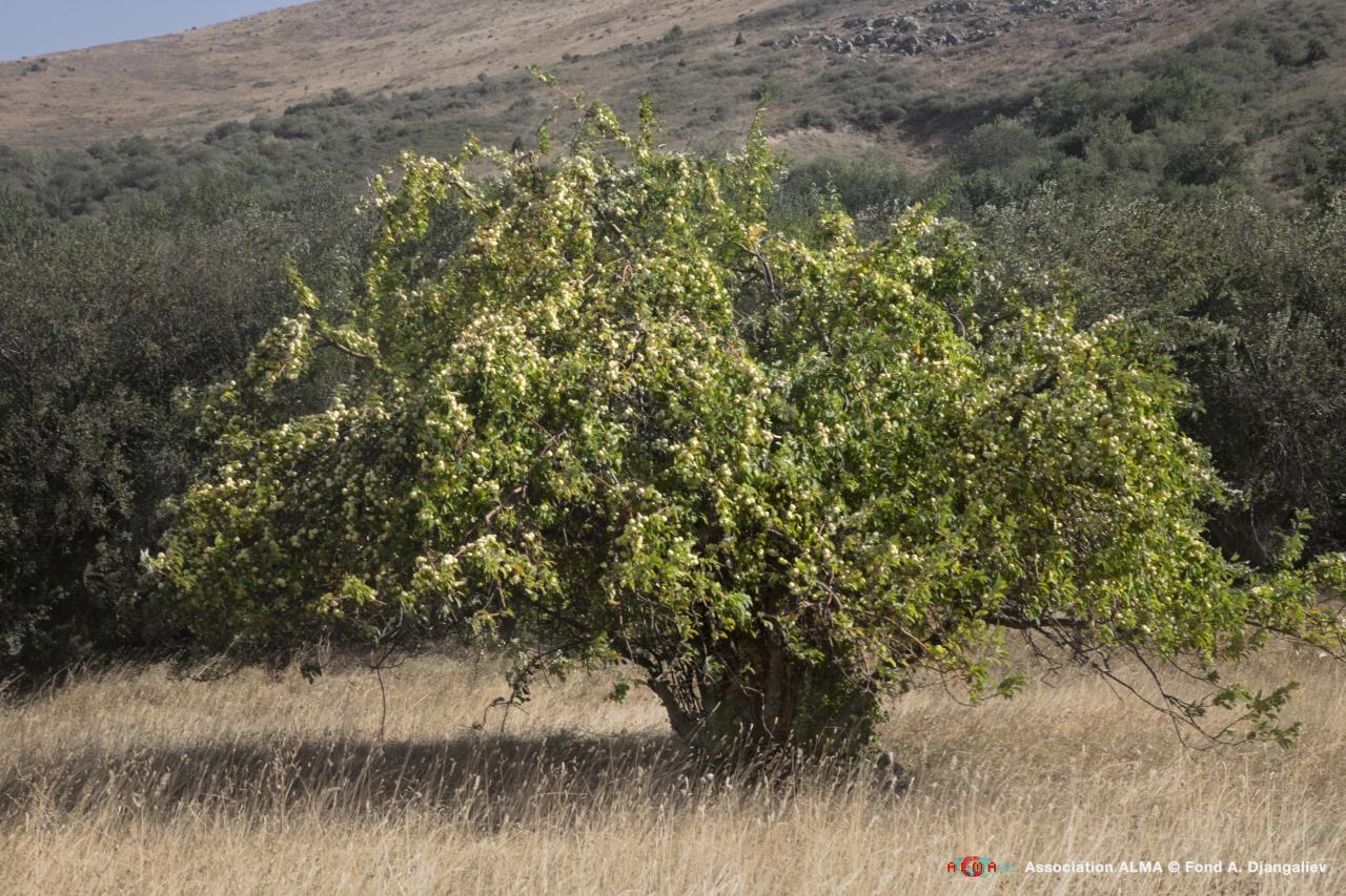 15_Un esemplare di Malus sieversii