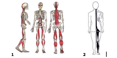 catena muscolare posteriore