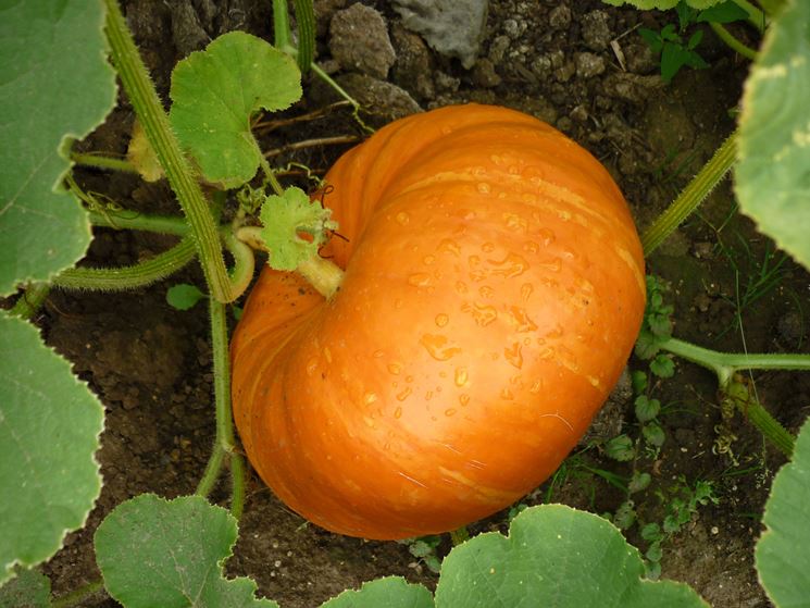 zucca